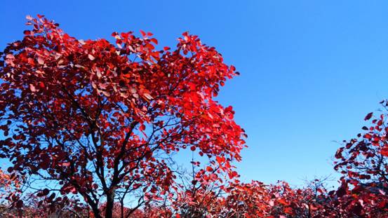 寒露：野旷树苍茫，平明露结霜