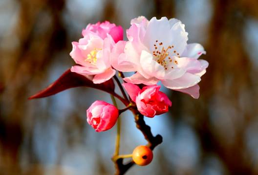 【二十四节气•小寒】在一年最冷的时节里感受春天新气象