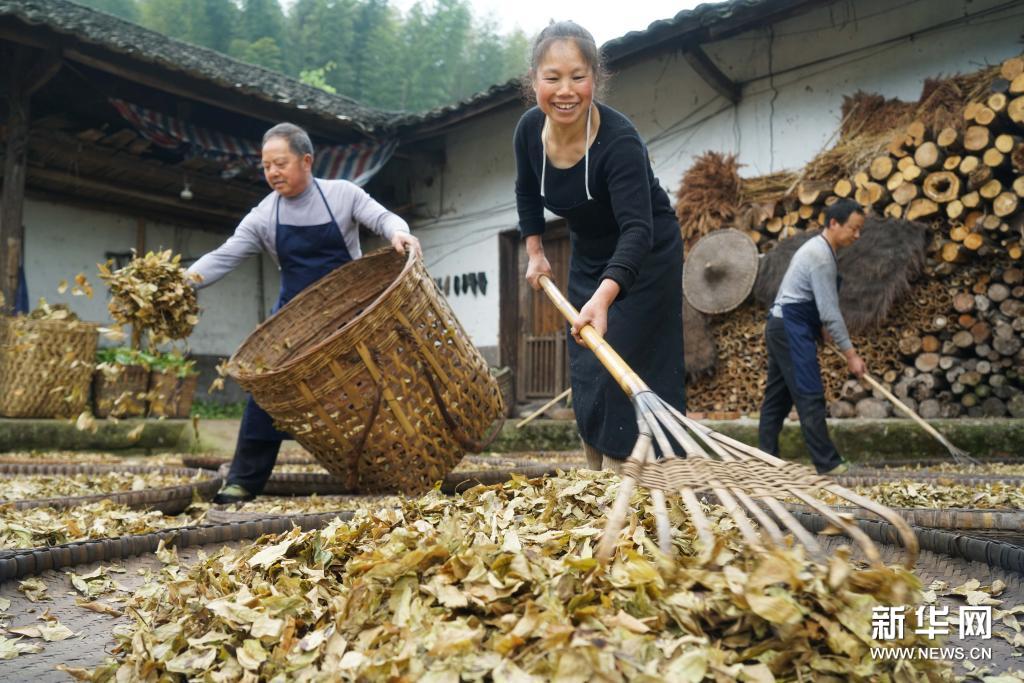 探访赤水虫茶制作技艺