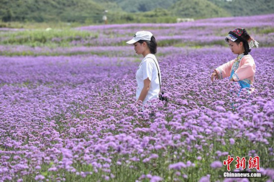 贵阳：紫色花海吸引游人