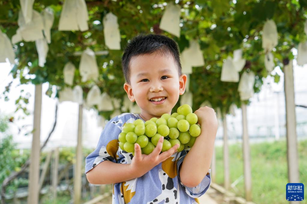 江苏句容：葡萄丰收富农家