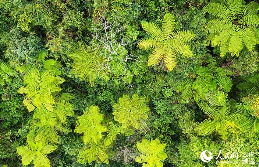 藏在北纬24度线上的野生植物“天然居室”