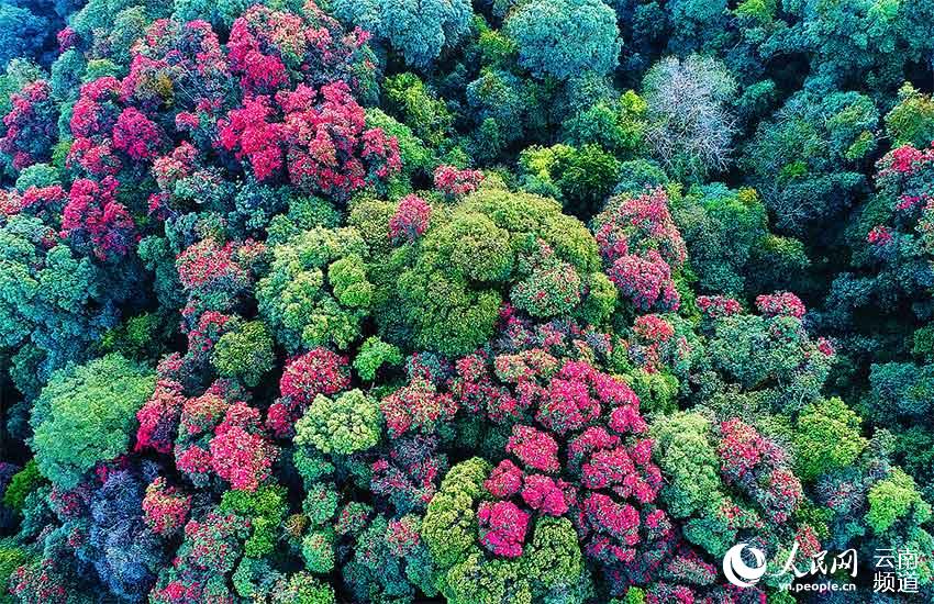 藏在北纬24度线上的野生植物“天然居室”