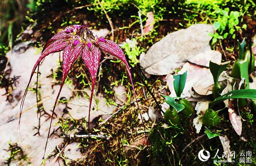 藏在北纬24度线上的野生植物“天然居室”