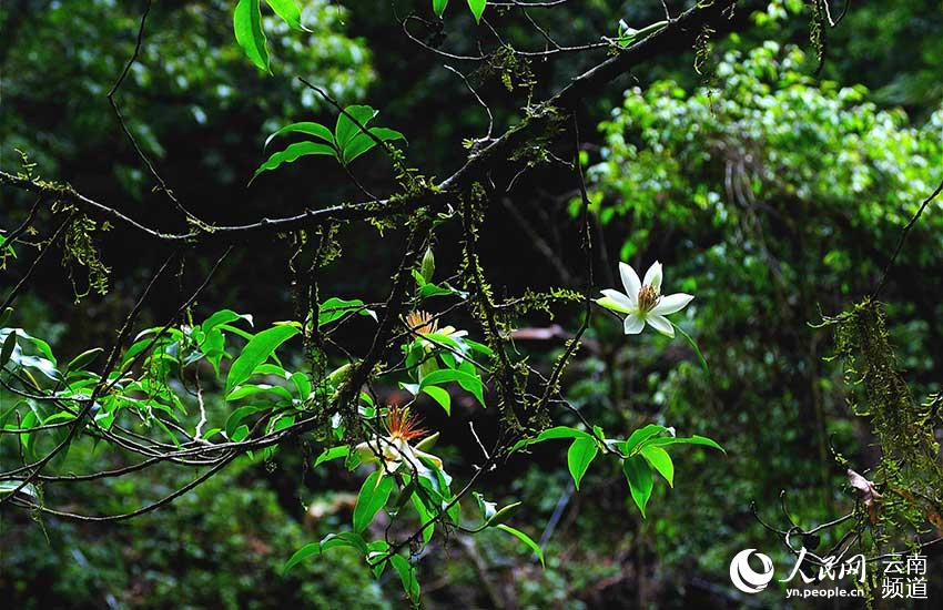 藏在北纬24度线上的野生植物“天然居室”