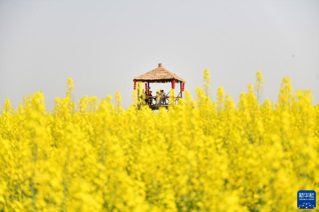 湖南常德：油菜花开迎客来