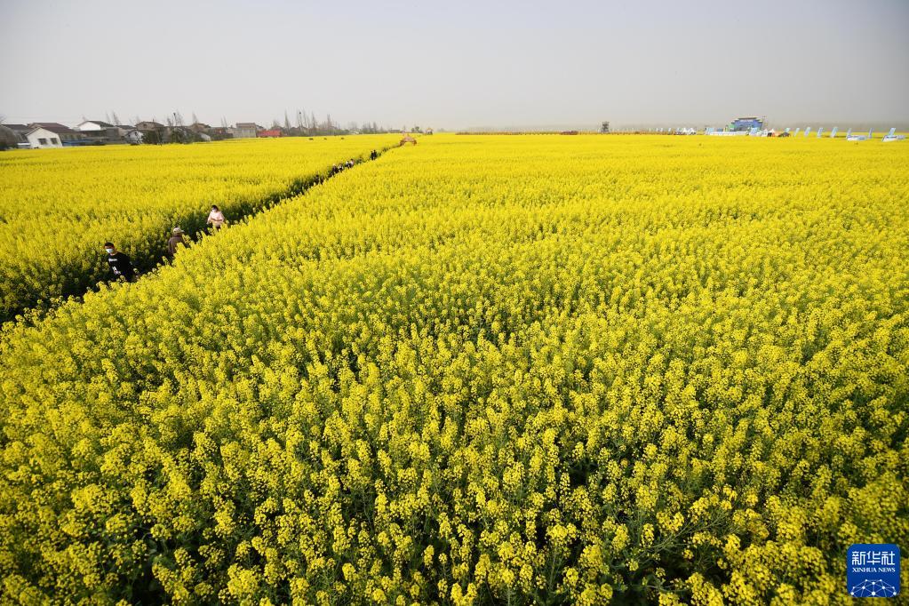 湖南常德：油菜花开迎客来