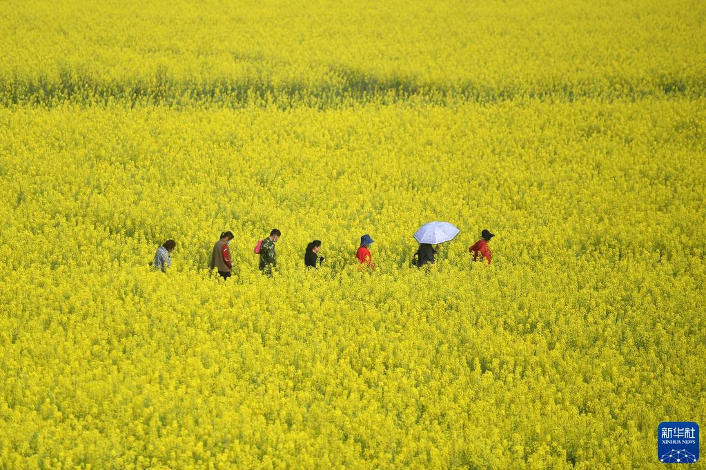 湖南常德：油菜花开迎客来