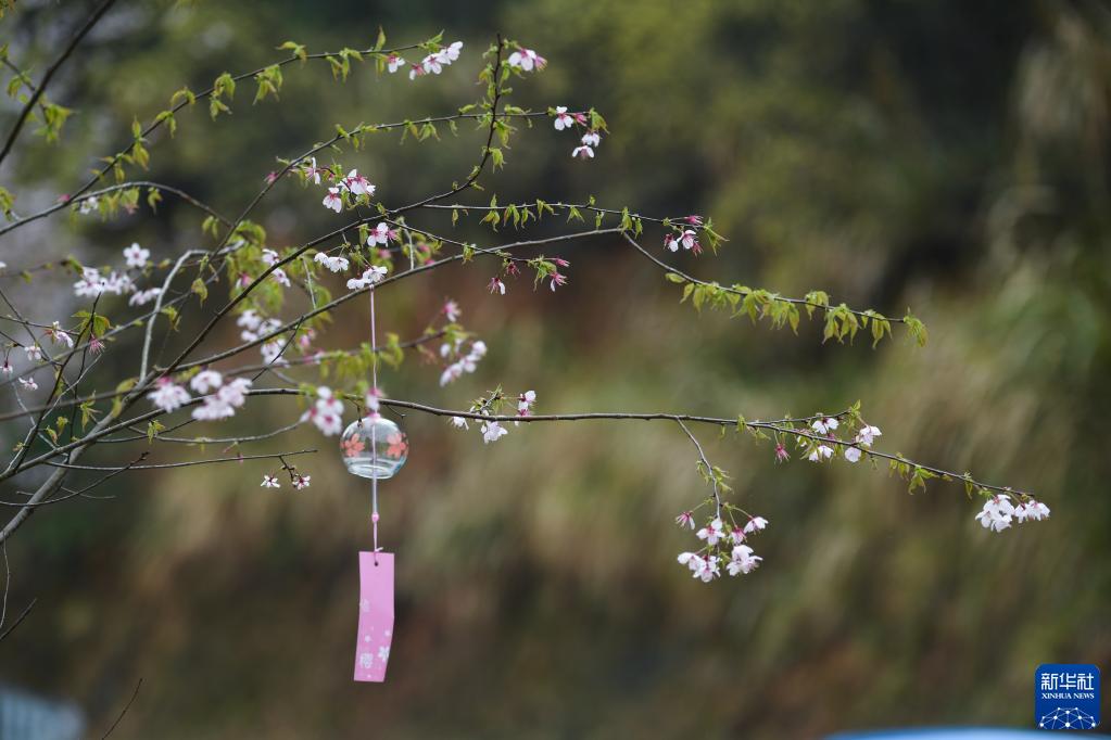 山花迎春到 山村引客来