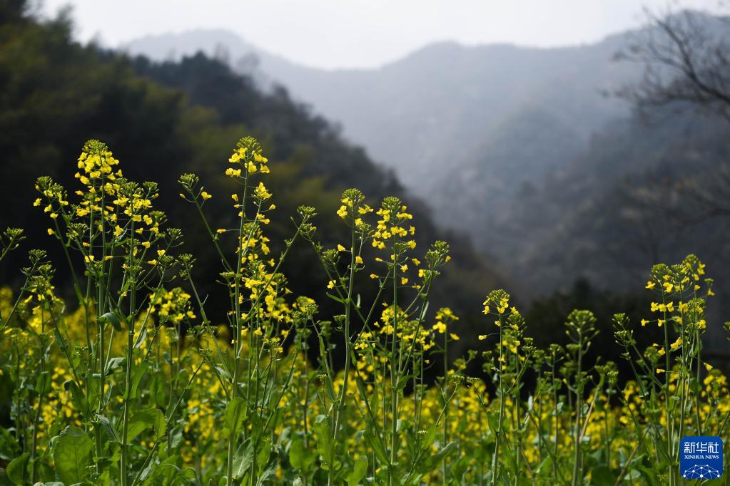 山花迎春到 山村引客来