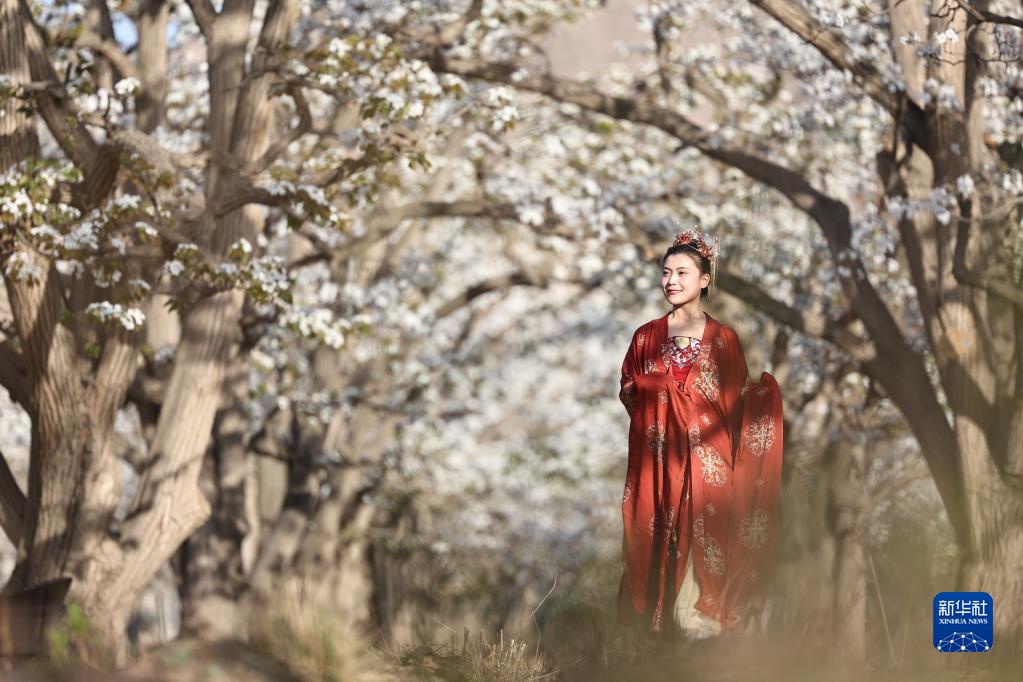 百年梨园“云赏花”