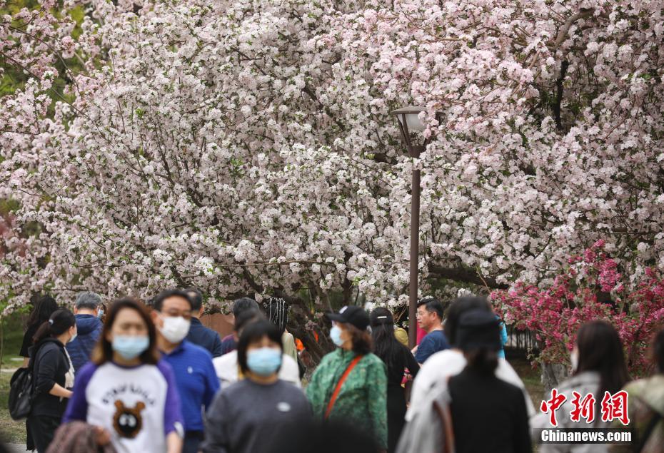 北京：元大都遗址“海棠花溪”花开正盛引游人