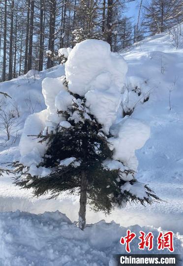 雪后长白山变身“水墨版”林海雪原