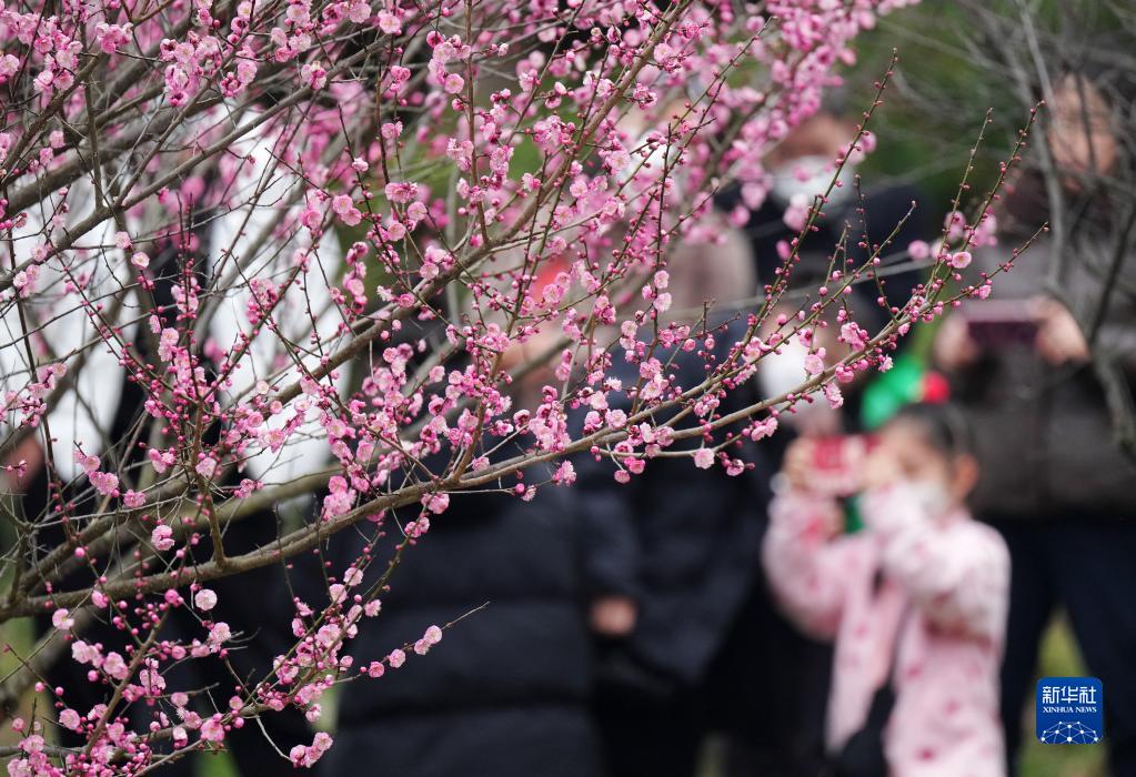 梅花初绽迎新春