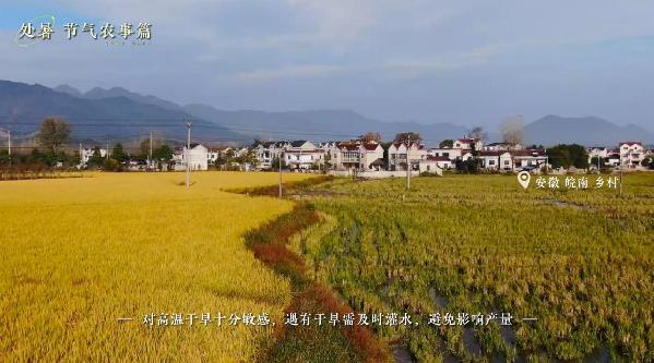 【节气里的大美中国】处暑——暑气渐敛,清秋将至 【节气里的大美中国】处暑——暑气渐敛,清秋将至