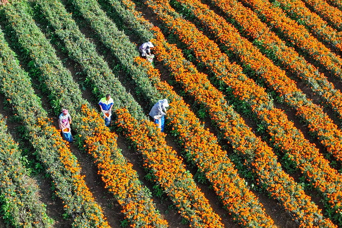 【节气里的大美中国】白露：露从今夜白