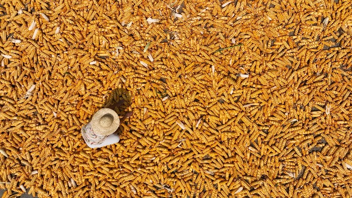 【节气里的大美中国】白露：露从今夜白