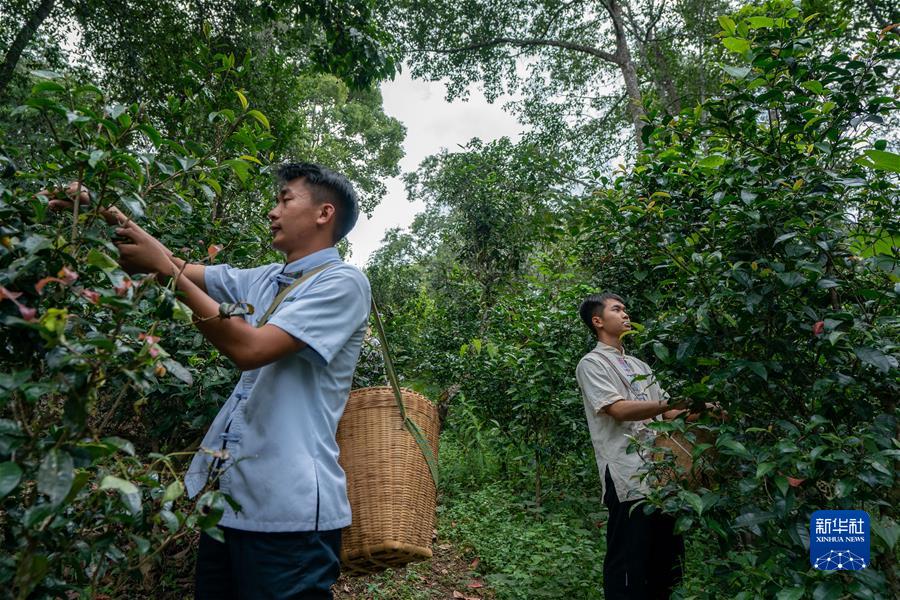 “普洱景迈山古茶林文化景观”成功申遗