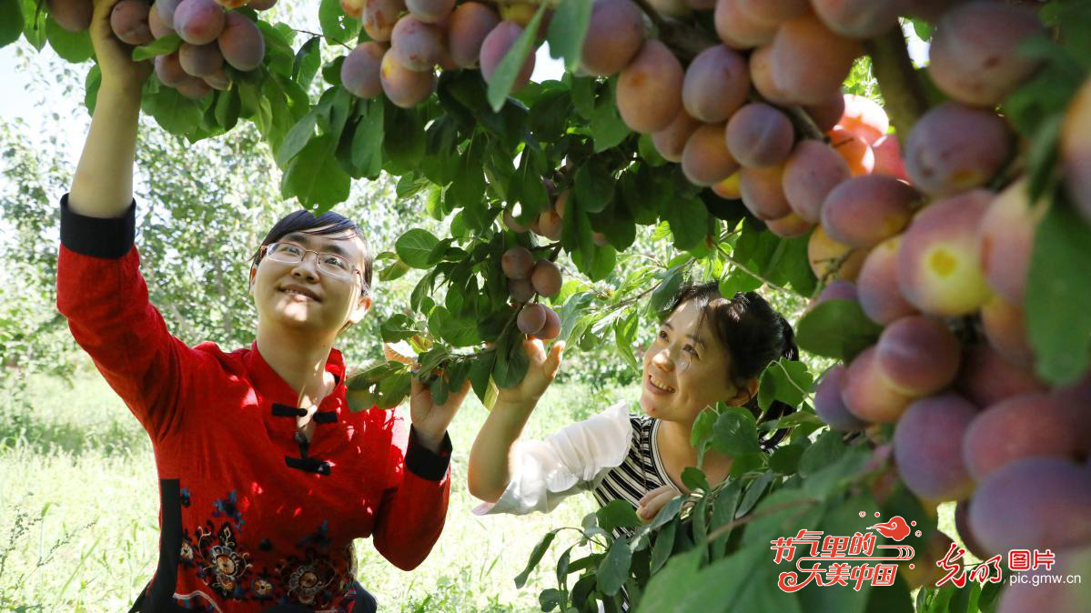 【节气里的大美中国】图话“丰”景丨舌尖上的丰收节