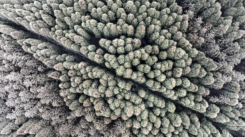 【节气里的大美中国】大雪：闲来松间坐 看煮松上雪