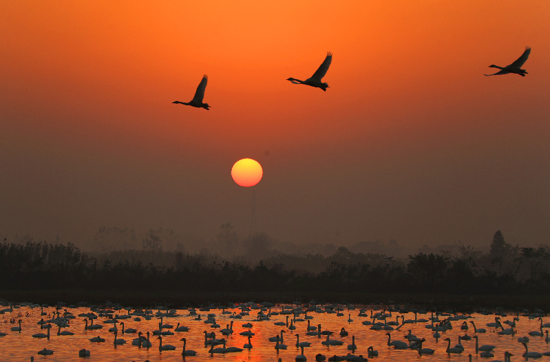【节气里的大美中国】大雪：闲来松间坐 看煮松上雪