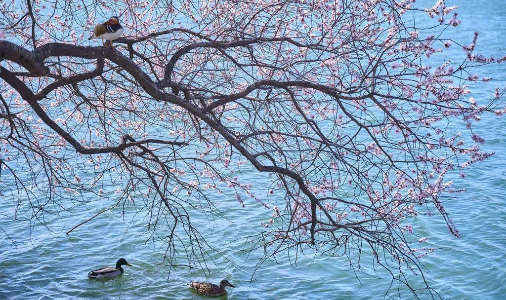 一票难求!北京,偷偷偷走我的心