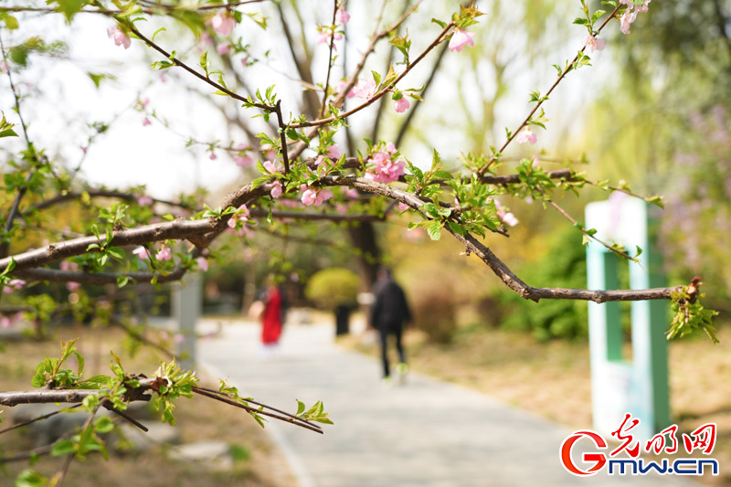组图丨【网络中国节·清明】第十四届柳文化节拉开帷幕 踏青赏柳正当时