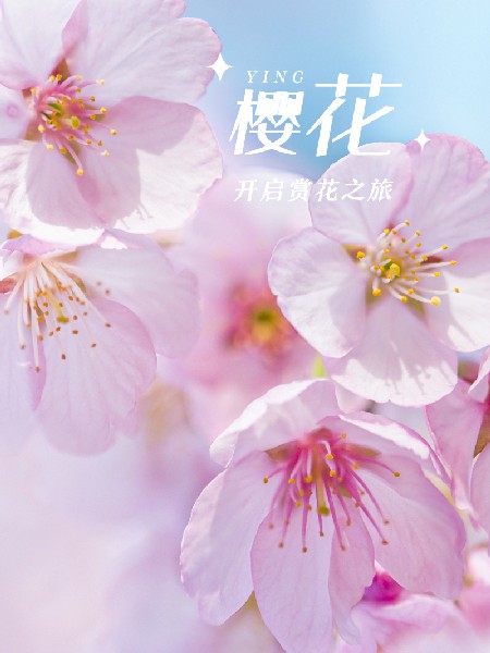 追花指南第四期！看樱花不只玉渊潭，别错过京城樱花最佳观赏期
