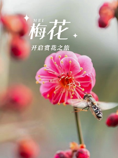 追花指南第五期！这个春天，一定要去看一次梅花