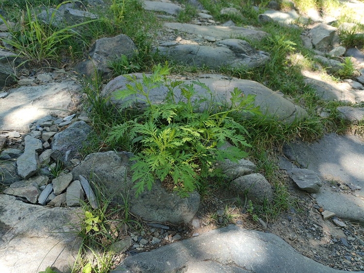 走进门头沟妙峰山 在京西古道蹄窝中聆听历史足音