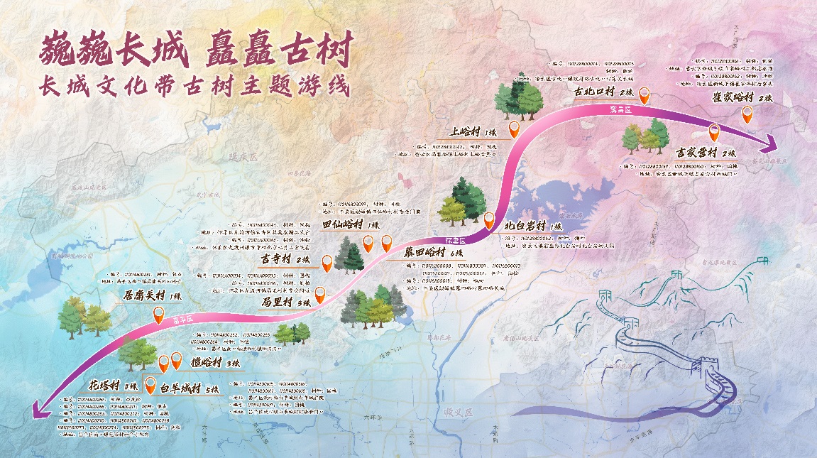 北京发布长城文化带古树主题游线