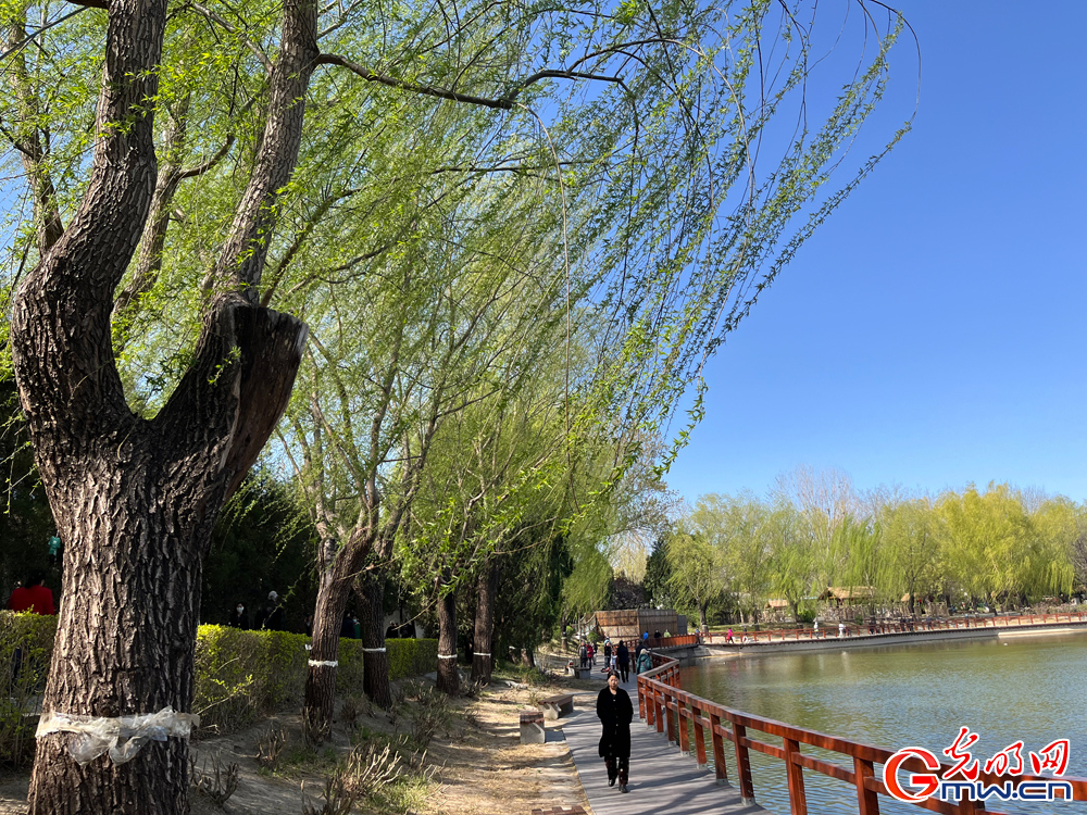 【网络中国节】组图丨清明将至 踏青赏柳正当时