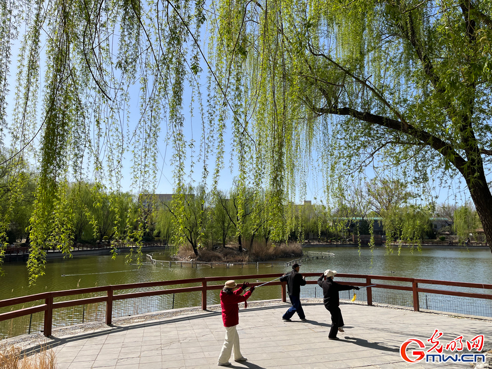 【网络中国节】组图丨清明将至 踏青赏柳正当时