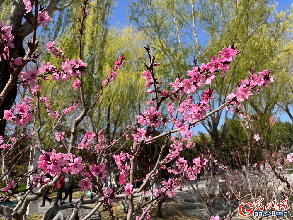 【网络中国节】组图丨清明将至 踏青赏柳正当时