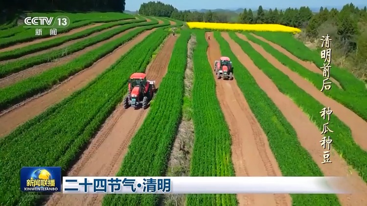 文化中国行丨二十四节气·清明 梨花风起正清明