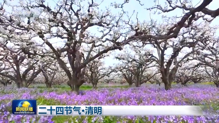 文化中国行丨二十四节气·清明 梨花风起正清明
