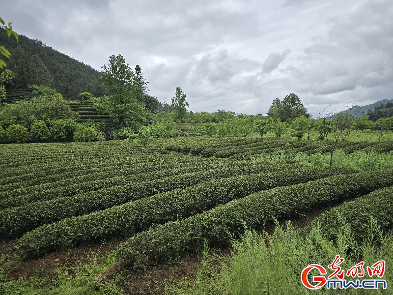 【何以中国】武夷山下茶人事