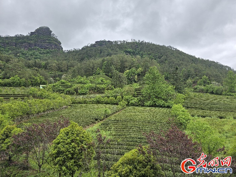 【何以中国】武夷山下话“三茶”：一片叶子带富一方百姓