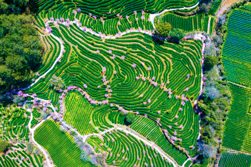 【何以中国】武夷山下话“三茶”：一片叶子带富一方百姓