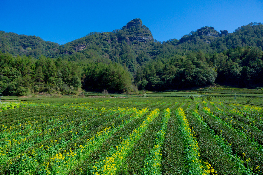 【何以中国】武夷山下话“三茶”：一片叶子带富一方百姓
