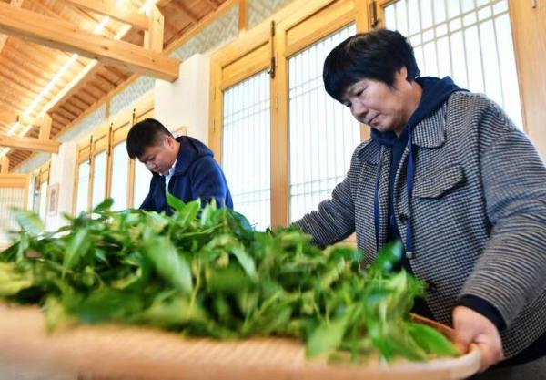 【何以中国】武夷岩茶：以地为名，存一抹岩骨花香