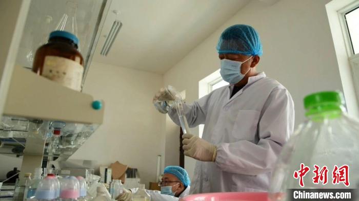 “丝路活化石”古老马种优质基因永久保存