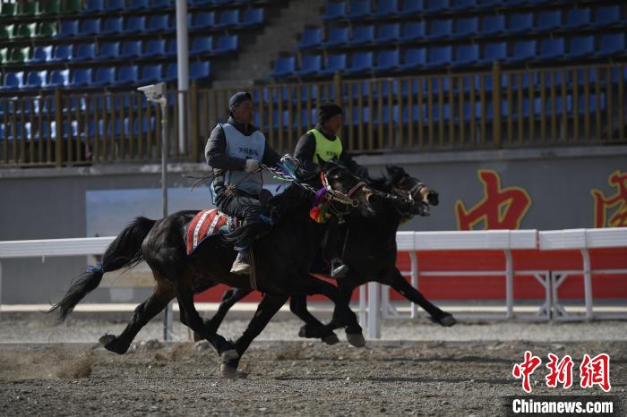 “丝路活化石”古老马种优质基因永久保存
