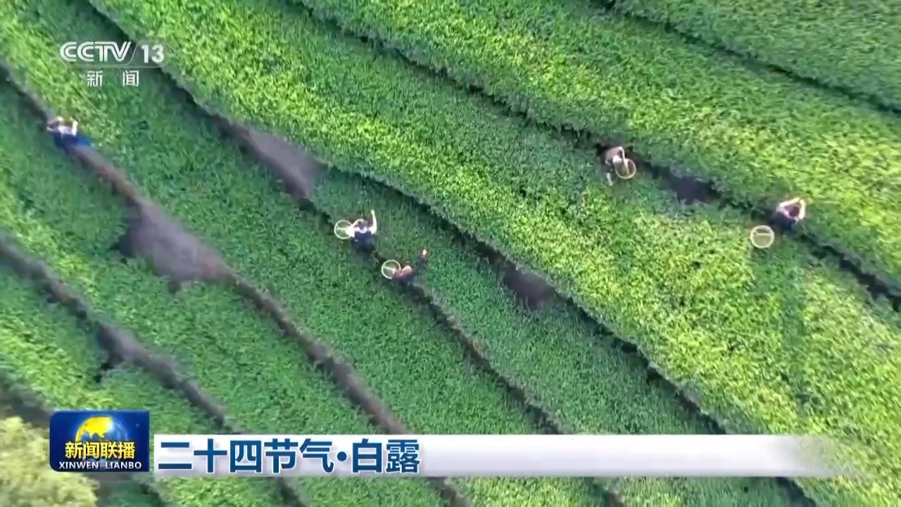 文化中国行丨二十四节气·白露 露从今夜白 月是故乡明