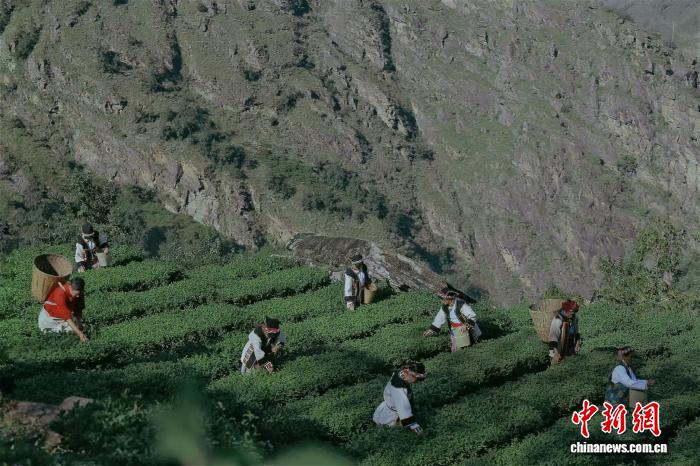 茶马古道新茶香:一片叶子的振兴路