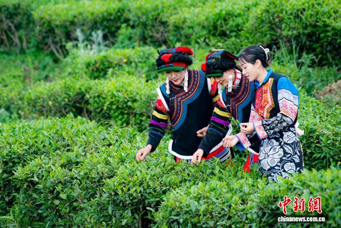 茶马古道新茶香:一片叶子的振兴路