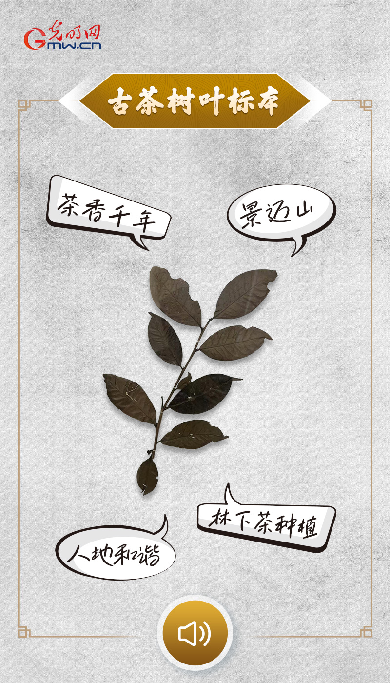 “文物会说话”有声海报｜景迈山林里，人在草木间