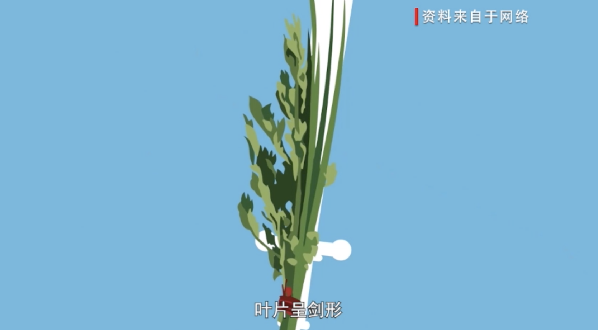 【网络中国节·端午】端午漫谈③：端午节的习俗