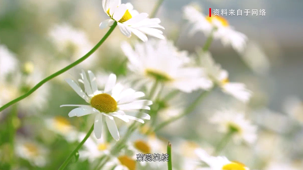 【网络中国节·重阳】九九重阳③：重阳节的习俗（下）