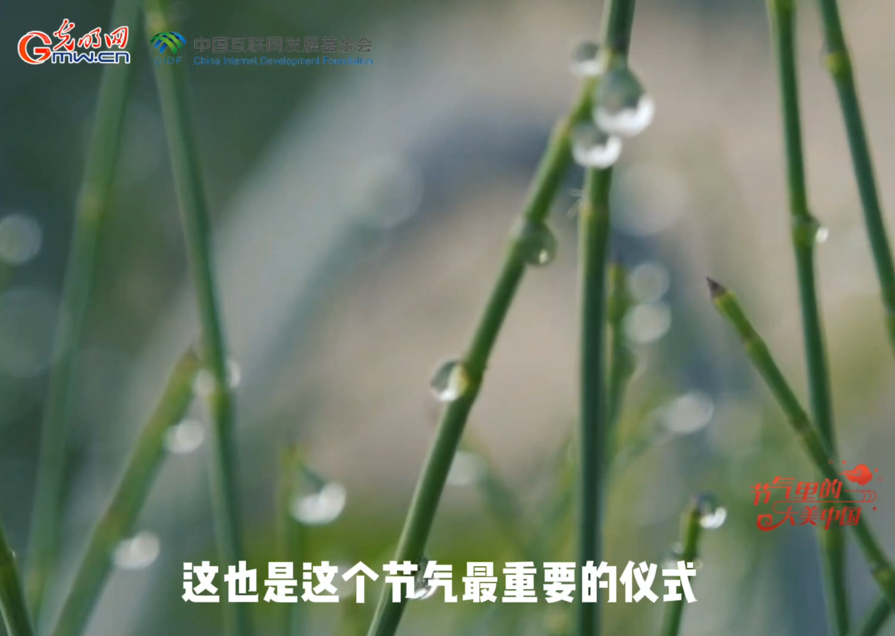 【节气里的大美中国】白露到,秋意浓!看古人为何在白露时节费尽心思收集露水? 【节气里的大美中国】白露到,秋意浓!看古人为何在白露时节费尽心思收集露水?
